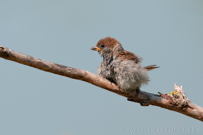 Serie di Passera mattugia (Passer montanus)